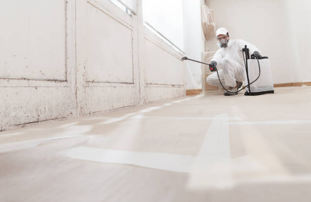 24/7 Emergency Basement Mold Remediation experts in Seattle, WA